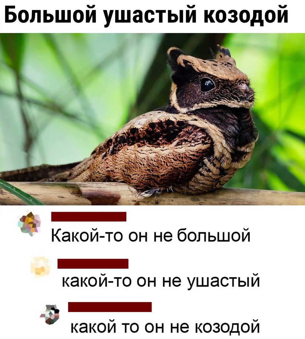 Козодой арт